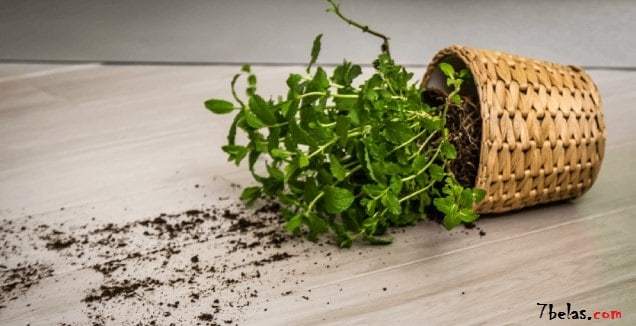 8 Tanaman Pembawa Sial yang Harus Kamu Hindari