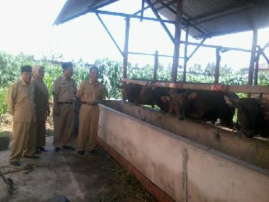 Kurbankan Empat Sapi, SMAN 11 Pekanbaru Ajarkan Cara Berbagi kepada Peserta Didik