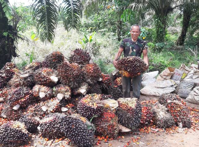 Harga TBS Kelapa Sawit Mitra Plasma di Riau Capai Rp3.674 per Kilogram