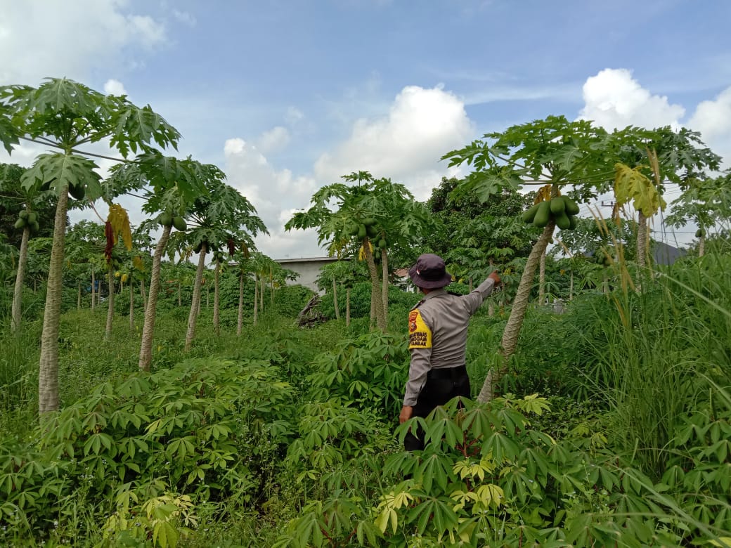 Polisi Tinjau Program Ketahanan Pangan di Desa Segati Langgam