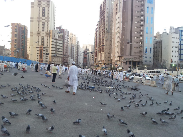 Kisah Merpati Megan di Tanah Suci yang Dipercaya Peliharaan Aisyah