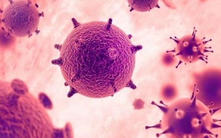 Asal-Usul Virus Hendra yang Mematikan, Ini Penjelasan IDI