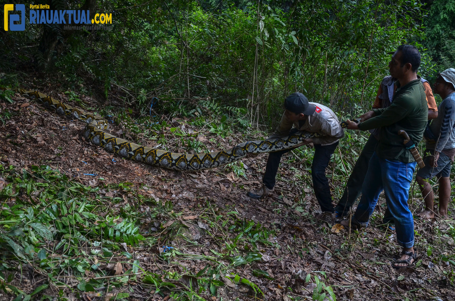 BBKSDA Riau Lepasliarkan Dua Ekor Ular Phyton Reticulatus