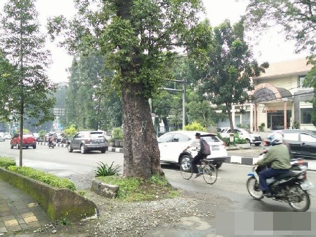 Dewan Minta DKP Sisir Pohon-pohon tua di Perkotaan