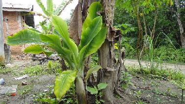 Jalan Rusak Ditanami Pohon Pisang
