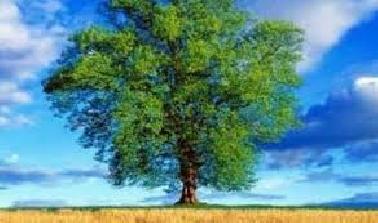 SMKN 7 Pekanbaru Terapkan Program Cinta Lingkungan