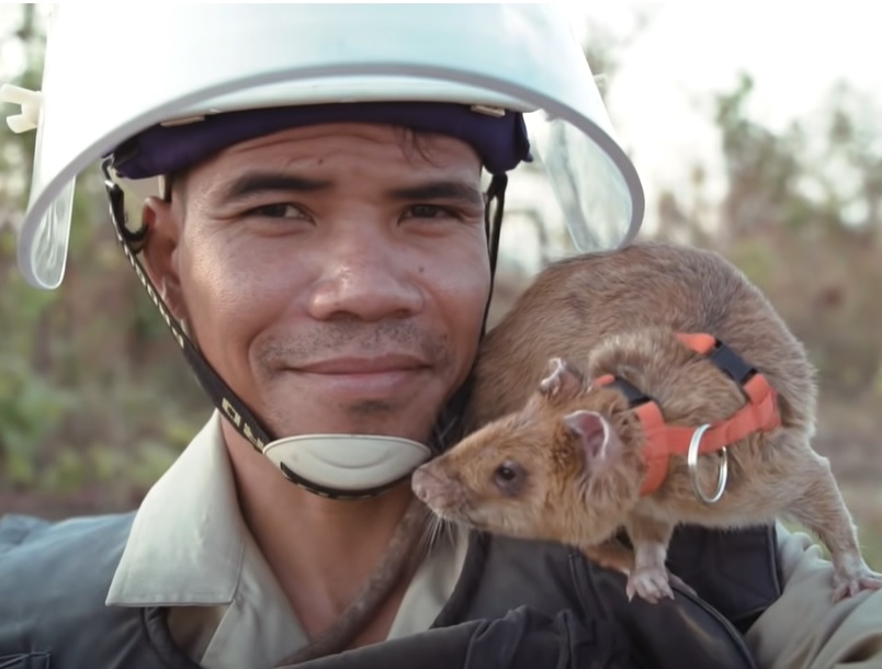 Kisah Seekor Tikus Dianugerahi Medali Emas, Kok Bisa?