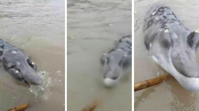 Hii...Nelayan Temukan Ikan Misterius Setengah Lumba-Lumba