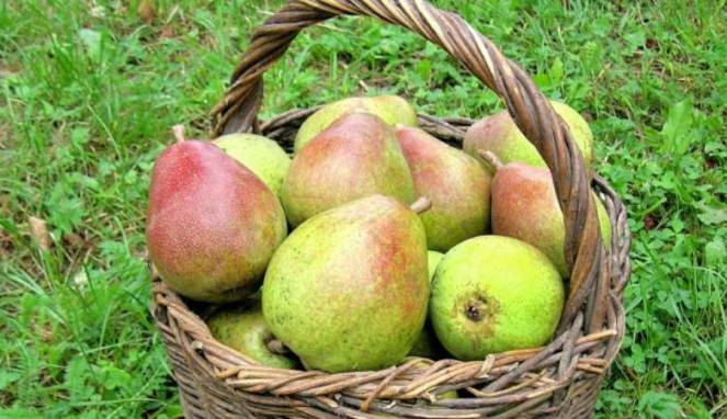 Mau Punya Kulit Cerah Bersinar? Makan Buah Pir
