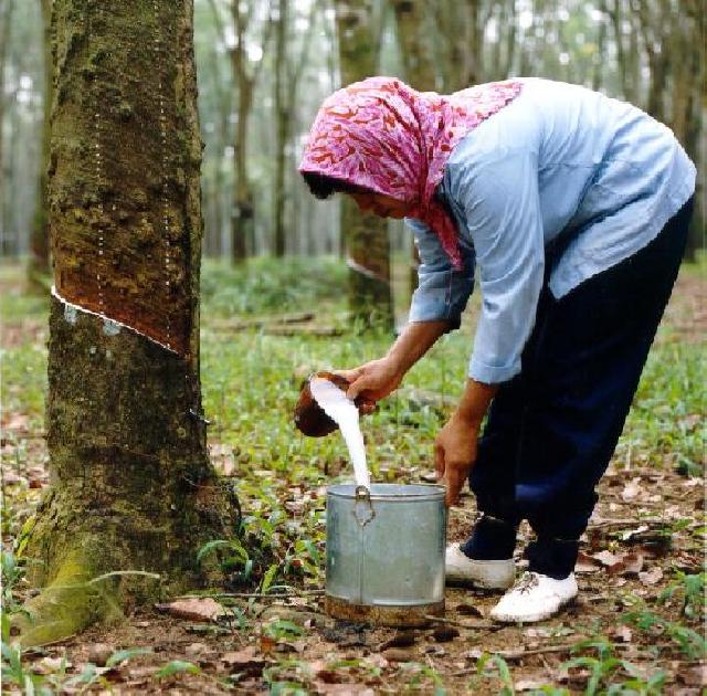 Jeritan Petani Karet di Kampar