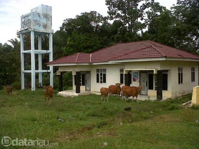 Puskesmas Pembantu Desa Perkebunan Sei Parit Inhu Jadi Tempat Tidur Sapi