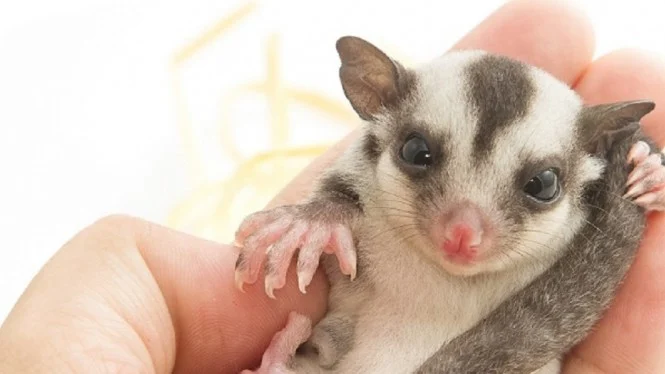 5 Peliharaan Hewan Unik, Mau Adopsi?