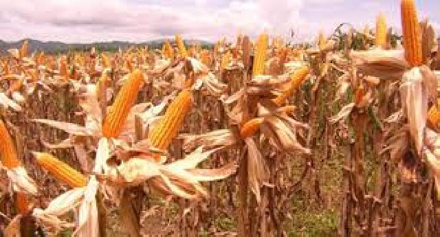 Walikota Panen Perdana Jagung Pipil