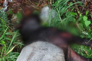 Tapir Mati di Jalan Paus, Hartono : Ada Luka Benturan Keras