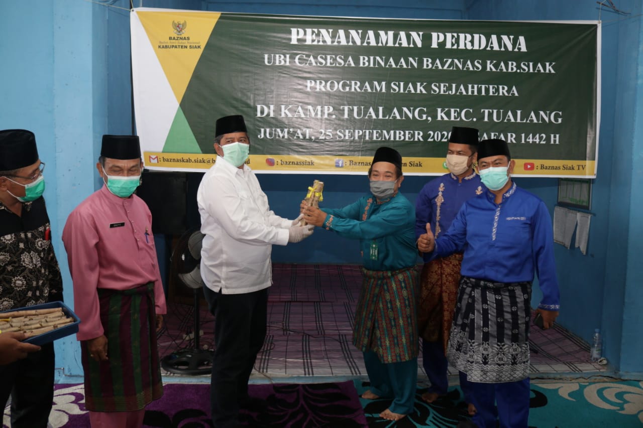 Komoditas Ubi Racun Layak di Kembangkan Karena Bernila Jual