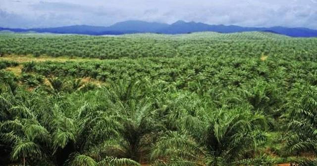 Belasan Tahun Beroperasi di Rohil, Ternyata PT Jatim Tak Punya IUP