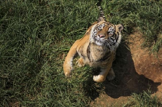 Khatib di Bengkulu diminta serukan larangan berburu harimau