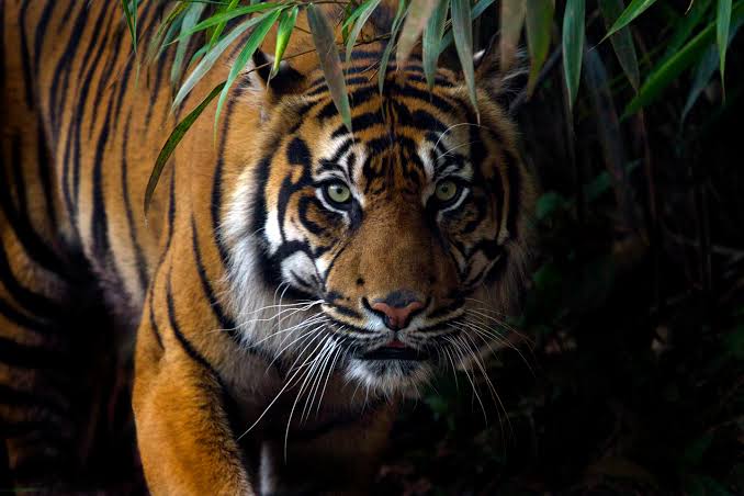 Harimau Sumatera Terkam Pekerja di Pelalawan Hingga Tewas, BBKSDA Riau Turun Tangan