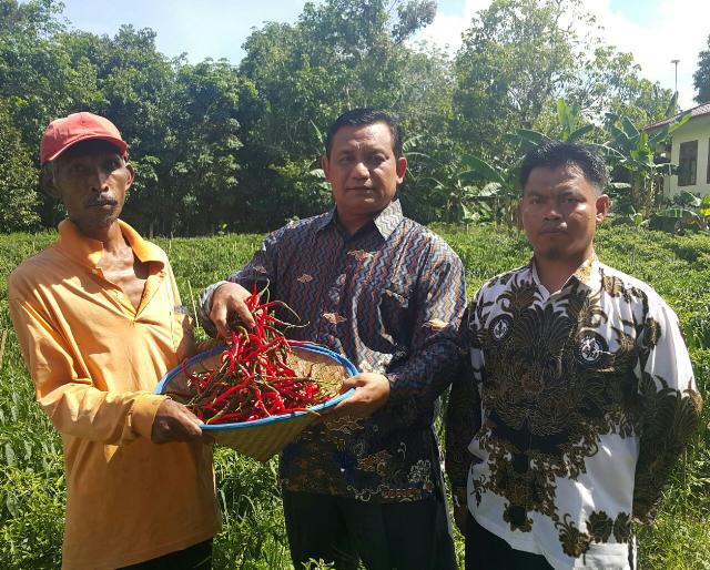 Kini Nasibah Petani Cabai Bisa Kantongi 500 Ribu per Hari