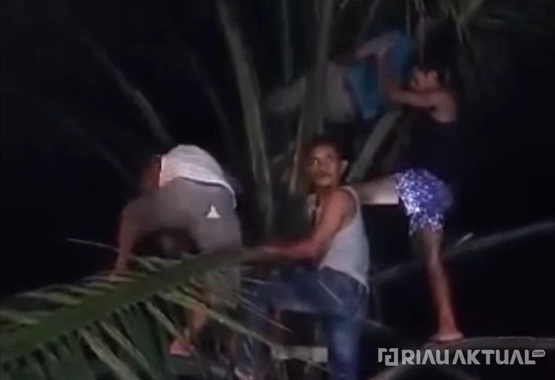 Berburu Ayam Hutan, Karyawan PT Adei Meregang Nyawa Diatas Pohon Sawit