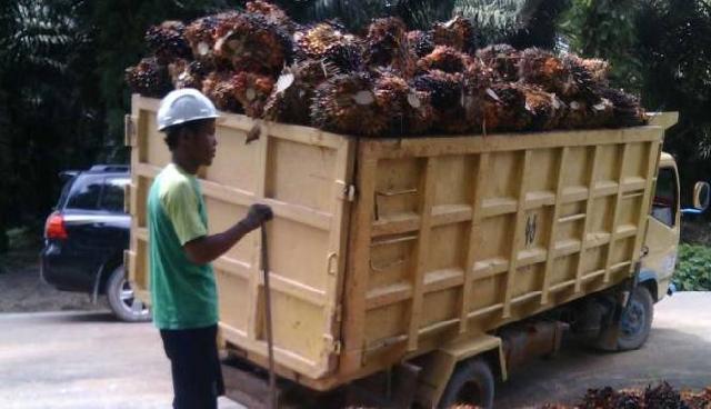 Harga Referensi Minyak Sawit Mentah Turun