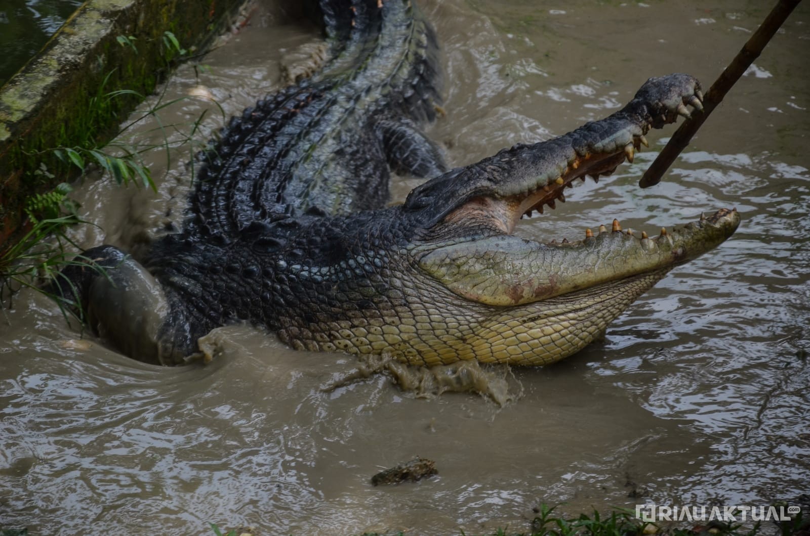 Buaya Muara Yang Serang Warga Inhil di Evakuasi ke Kebun Binatang Kasang Kulim