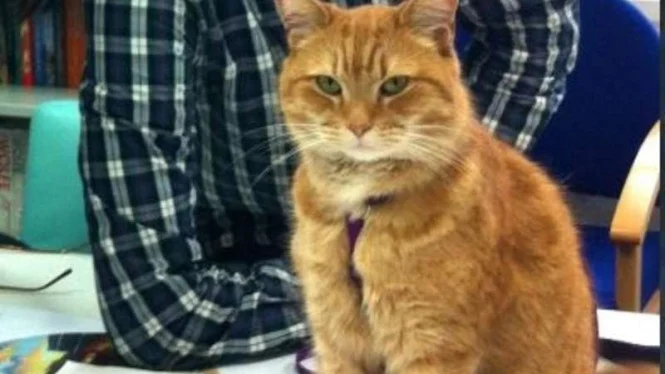 Lima Kebiasaan yang Hanya Dipahami Pecinta Kucing