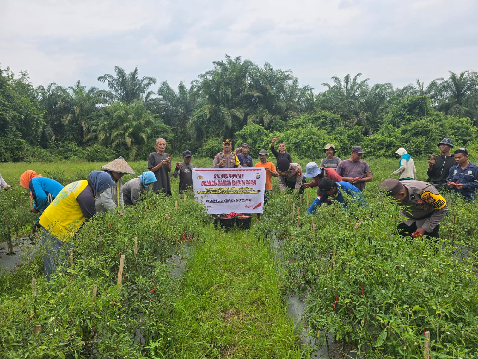 Polsek Kuala Cenaku Imbau Petani Cabe Gunakan Hak Pilih