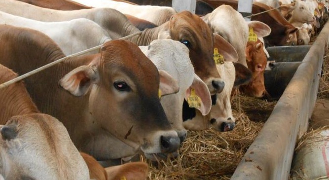 Jelang Idul Adha 1439, Distanak Pekanbaru Bakal Turunkan Tim Untuk Memantau Hewan Qurban