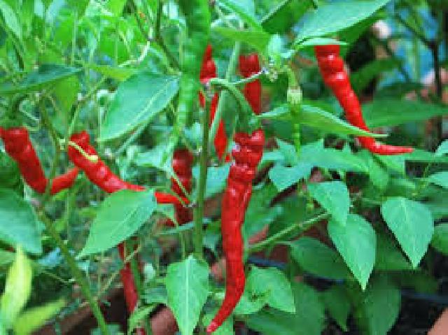 Harga Cabai Merah Naik Warga Mengeluh