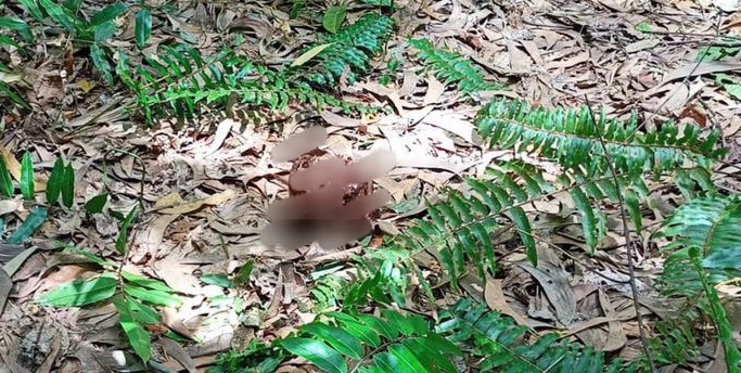 Kepala Remaja Yang Diduga Diterkam Harimau di Siak Ditemukan