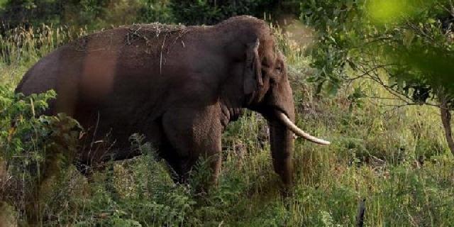 Dua Kawanan Gajah Liar Rusak Kebun Warga di Desa Teluk Sungkai Inhu