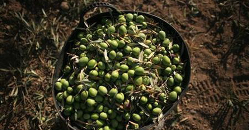 Masya Allah, Keistimewaan Buah Zaitun dalam Penjelasan Alquran dan Sains