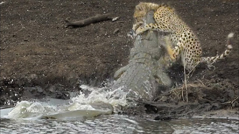 Mengerikan, Sambaran Buaya Saat Sergap Cheetah Minum sangat Cepat