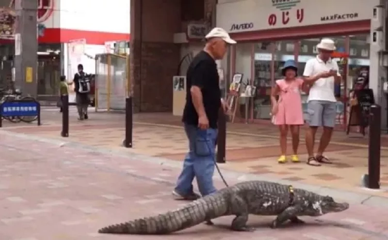 Disaat Banyak Orang Pilih Pelihara Kucing, Pria Ini Habiskan 40 Tahun Bersama Buaya
