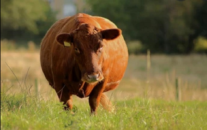 Penyakit Mulut dan Kuku pada Hewan, Apakah Bisa Menular ke Manusia?