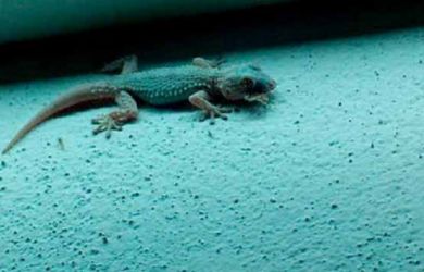 Lima Tafsiran Berbeda Tentang Arti Mimpi Kejatuhan Cicak, Akan Ada yang Dapat Musibah!