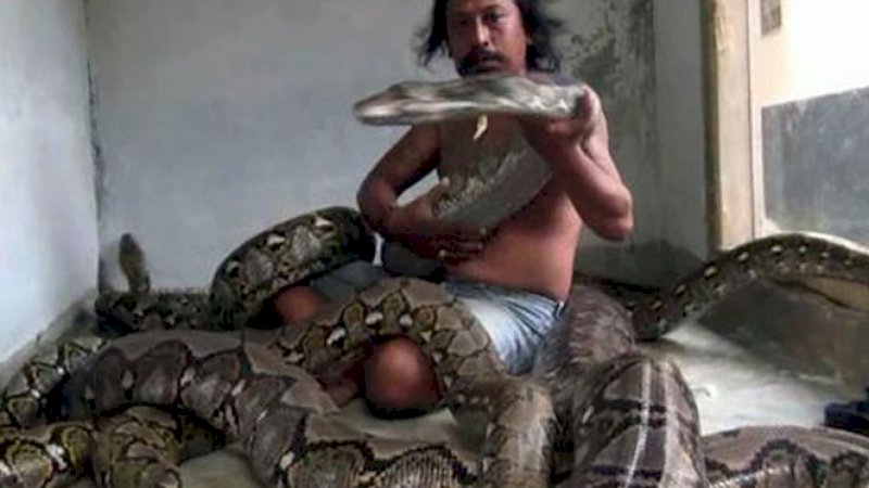 Nah ini dia Wanto Goweng yang Punya 10 Piton Raksasa