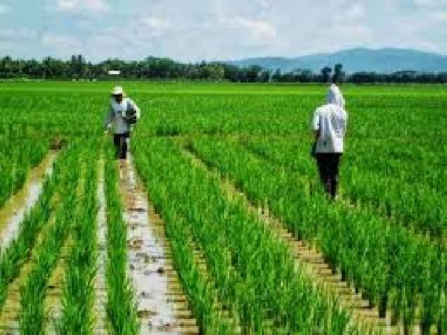 Gapoktan Kelayang Kembali Tanam Padi Sawah  Seluas 148 Hektar