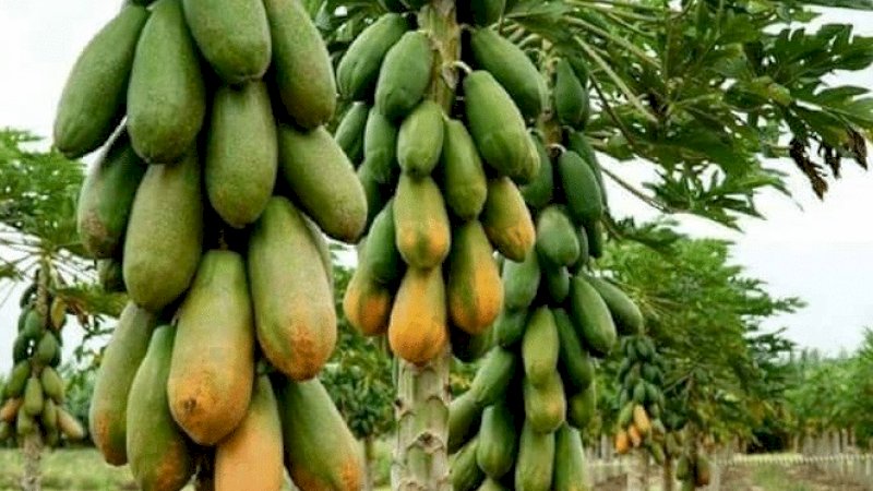 Tangkal Covid-19, Ternyata Ini Kandungan Pisang dan Pepaya