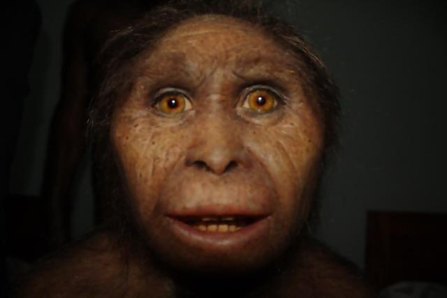 Fosil Manusia Purba Tertua di Flores Ditemukan