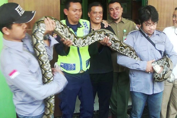 Ngeri, Ular Sanca Kembang Ditemukan di Pabrik Tepung