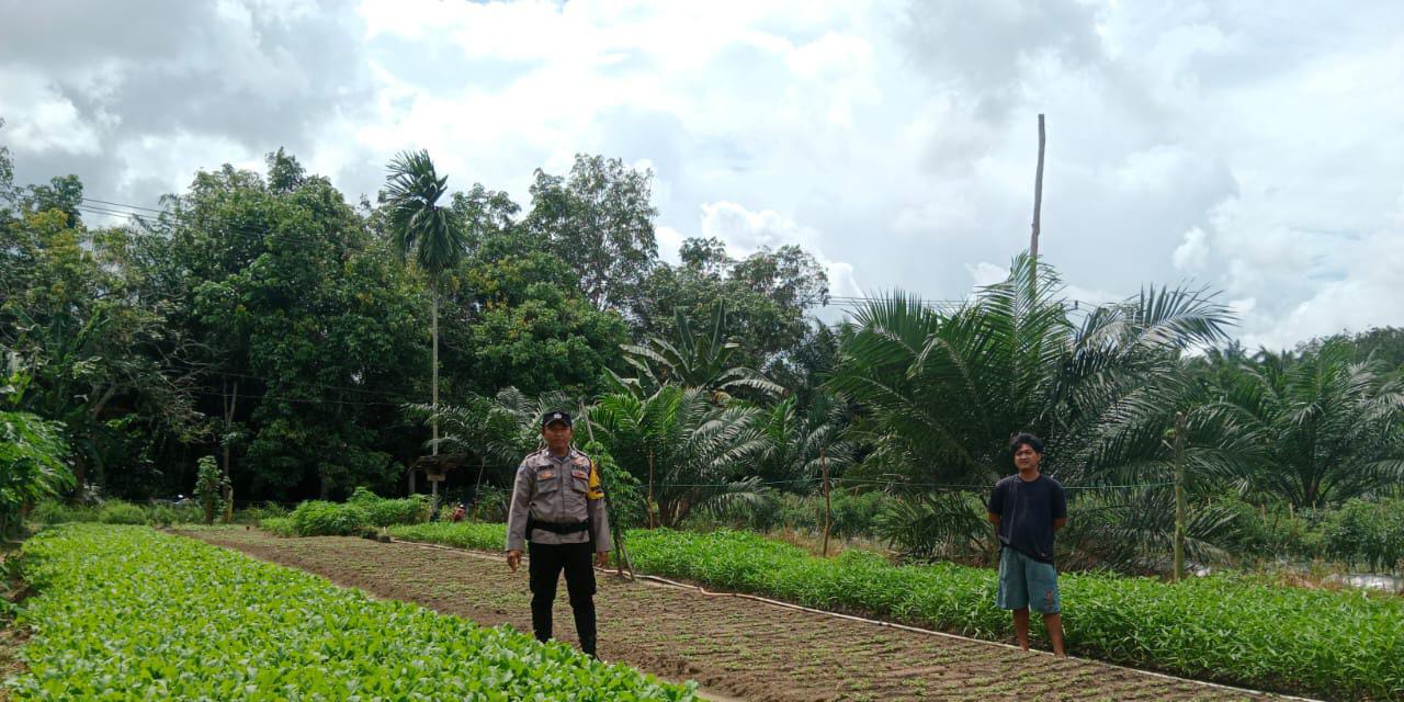 Polsek Bangko Pusako Dukung Ketahanan Pangan, Dorong Kesejahteraan Petani