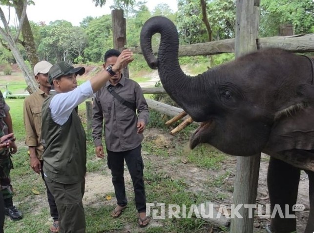 Tagar Save Tesso Nilo Menggema, Menhut Perkuat Langkah Selamatkan Habitat Gajah