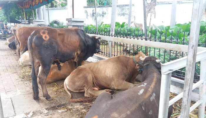Ngeri,, Distakan Pekanbaru Temukan Hewan Kurban Cacingan