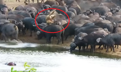 Puluhan Kerbau Liar Tanduk Singa Malang Habis-habisan