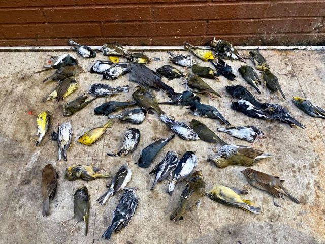 Wah! 1.000 Burung Mati Berjatuhan dari Langit