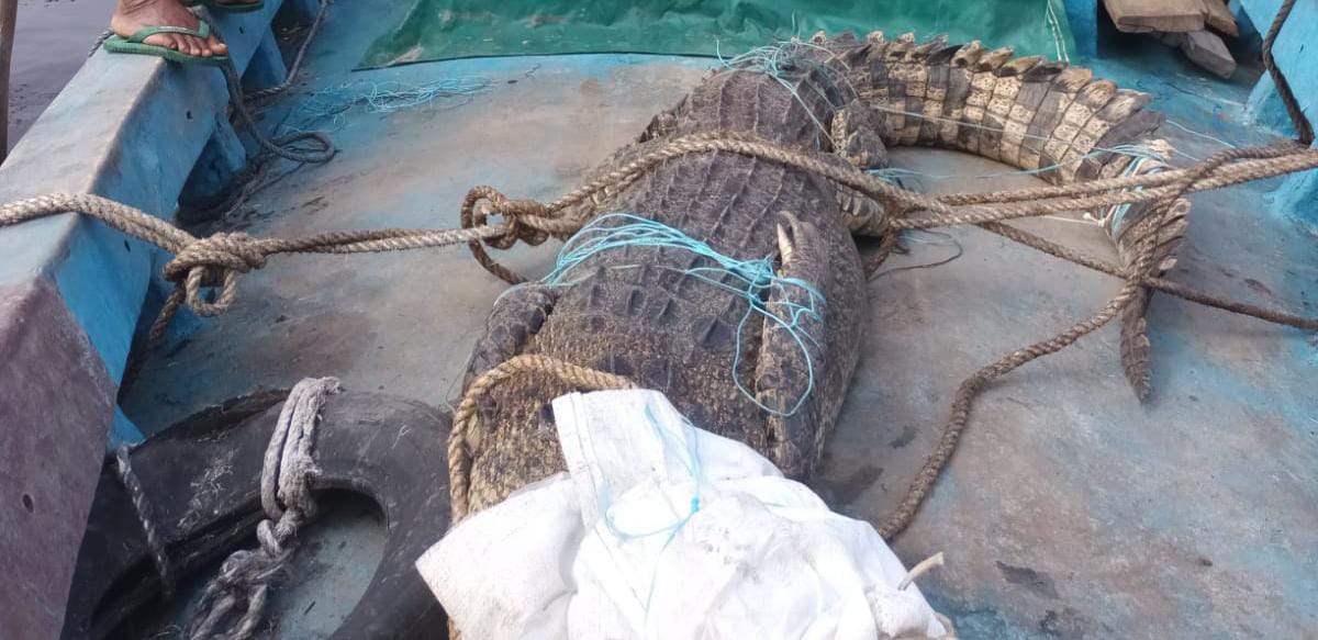 Duh, Pawang Salah Tangkap, Belah Perut Buaya Buat Cari Slamet, Tapi Tidak Ada