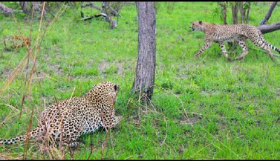 Macan Tutul Lihat Cheetah, Mengendap-ngendap dan Menyergapnya