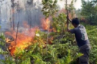 16 Orang Ditetapkan Sebagai Tersangka Kasus Pembakaran Lahan di Riau